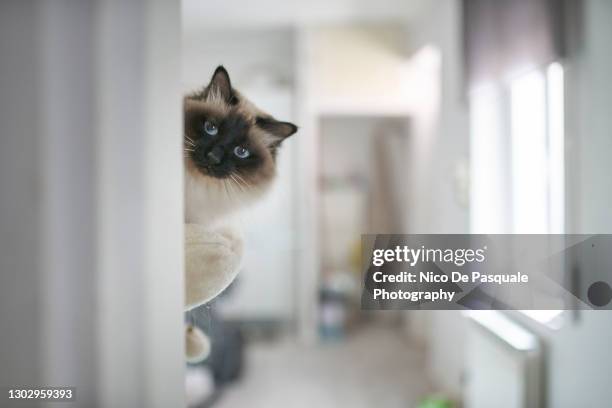 portrait of birman cat looking at camera - cat peeking stock pictures, royalty-free photos & images