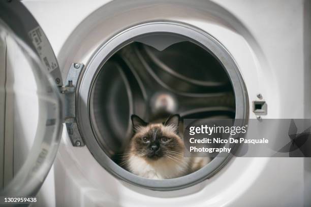 birman cat lying in washing machine - parte del corpo animale foto e immagini stock