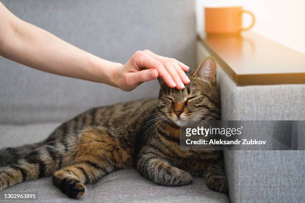 a domestic gray tabby cat with an orange nose is lying on the couch. next to it is a mug of tea or coffee. a girl or woman strokes a kitten's head with her hand. - pet adoption stock-fotos und bilder