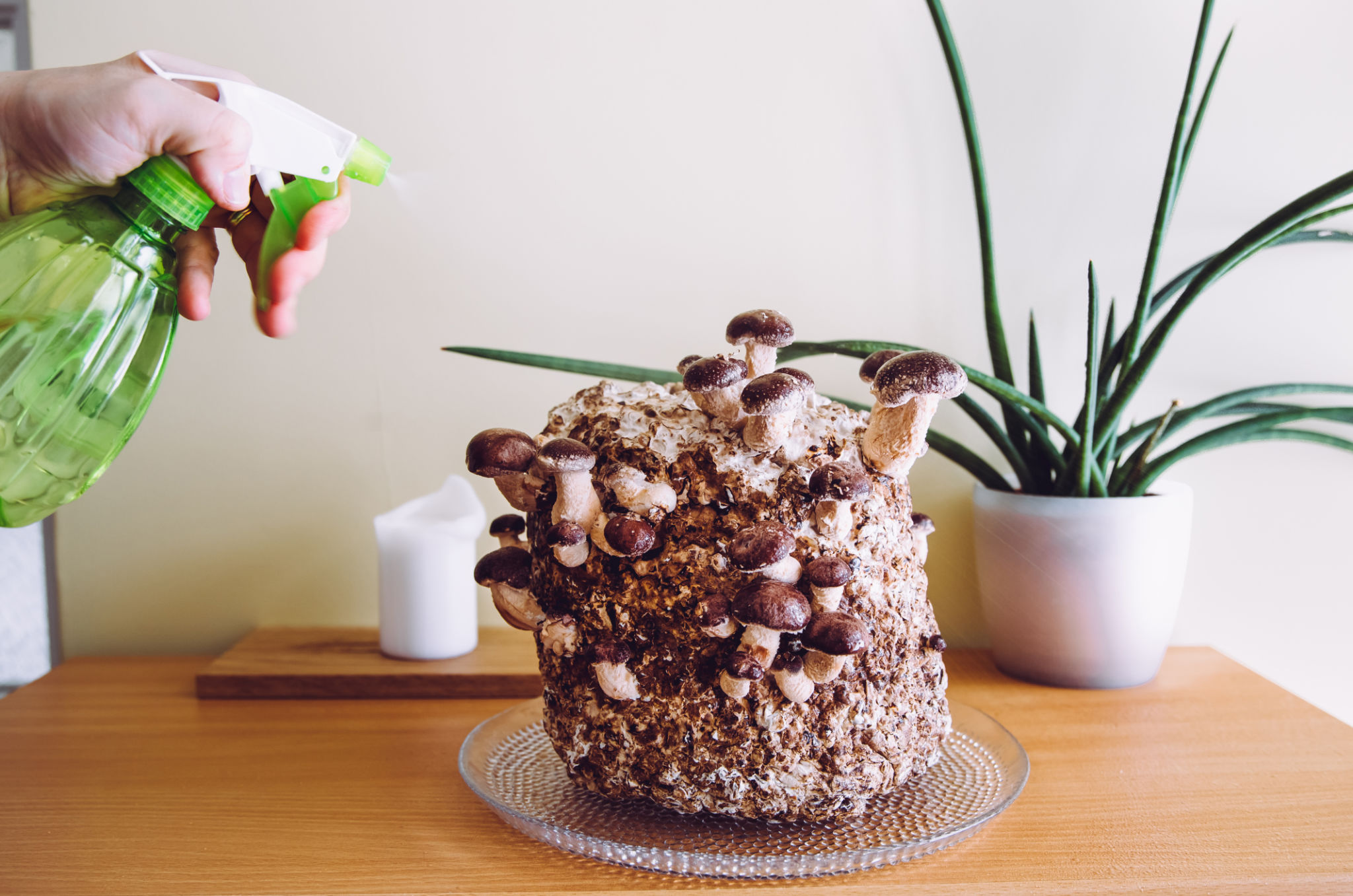 mushroom kit