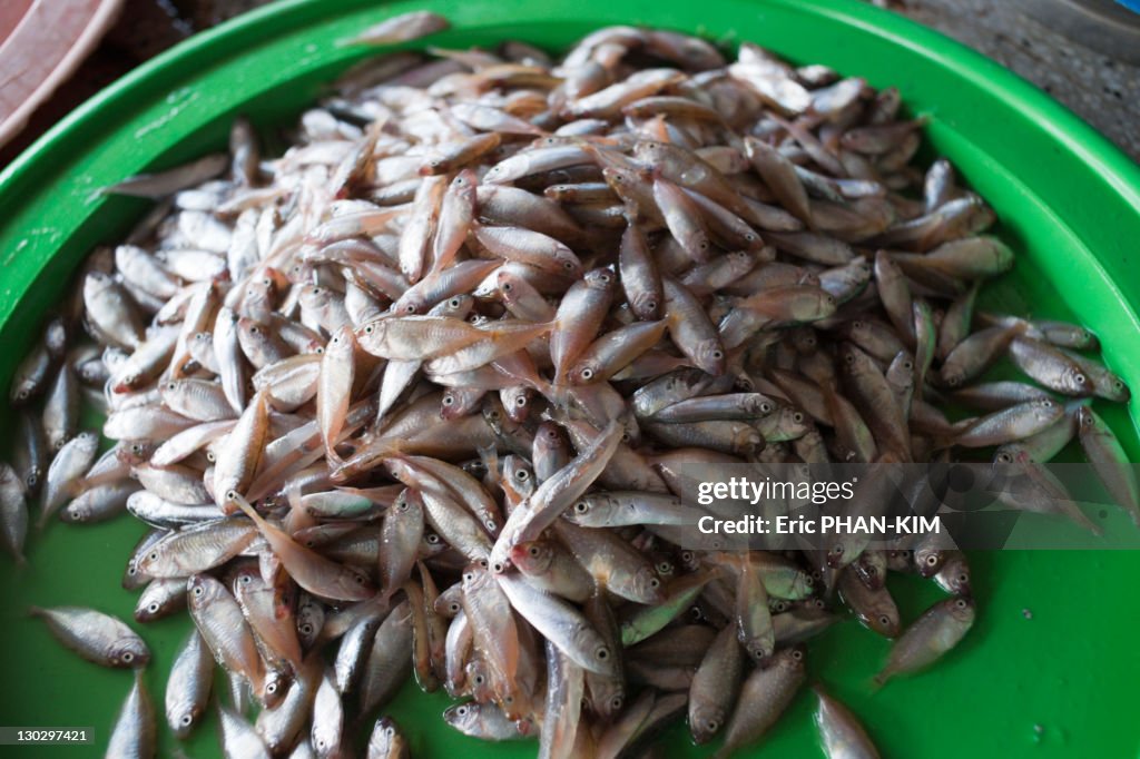 Small fishes, Hoi An, Vietnam