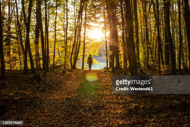 female explorer walking in forest during sunset - autumn forest stock-fotos und bilder