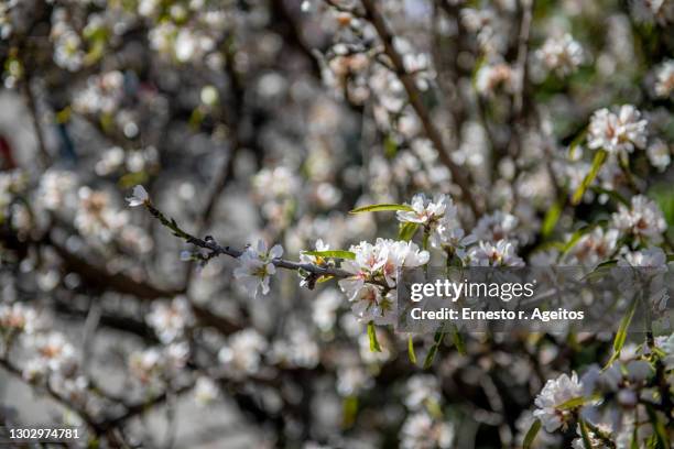 almond flowers - almond branch fotografías e imágenes de stock