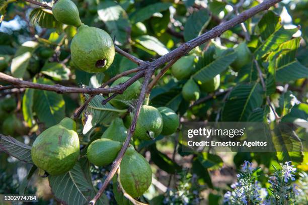 Guava Shell Tree 579 Guava Trees Stock Photos, High-Res Pictures, and Images - Getty Images
