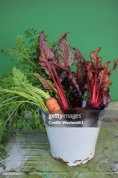 bucket with freshly picked carrots, chard and beetroots - kohlrübe stock-fotos und bilder