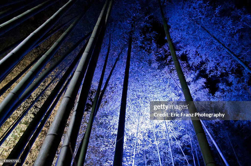 Bamboo at night light