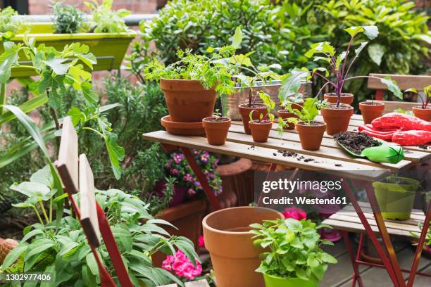 herbs and vegetables cultivated on balcony garden - balcony garden stockfoto's en -beelden