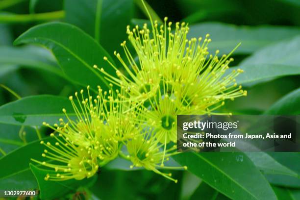 xanthostemon chrysanthus / golden penda - xanthostemon chrysanthus stock pictures, royalty-free photos & images