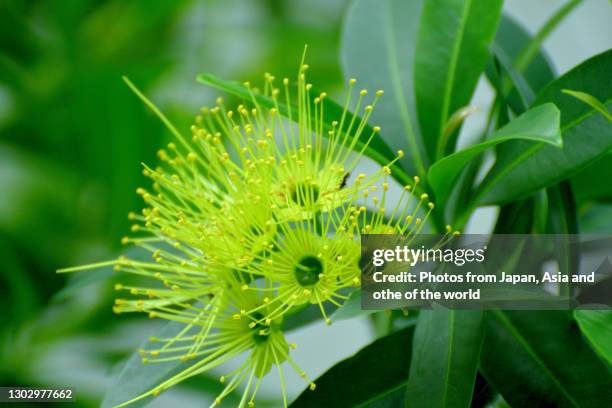 xanthostemon chrysanthus / golden penda - xanthostemon chrysanthus stock pictures, royalty-free photos & images