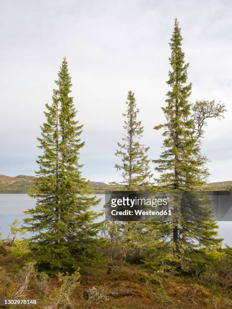 coniferous tree against lake at sweden - jamtland stockfoto's en -beelden