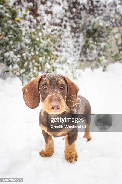 dachshund standing in snow - teckel stockfoto's en -beelden