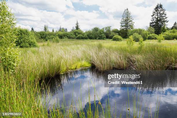 reflection of clouds on water at high fens nature park - natural land state stock pictures, royalty-free photos & images