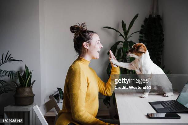 playful woman giving high-five to dog while sitting at home office - dammi un cinque foto e immagini stock