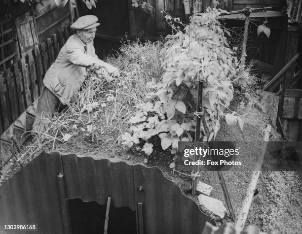 Charles Abbott tends to his vegetable plot of onions, parsnips and beans on top of the Anderson air raid shelter built in the garden for the Dig for...