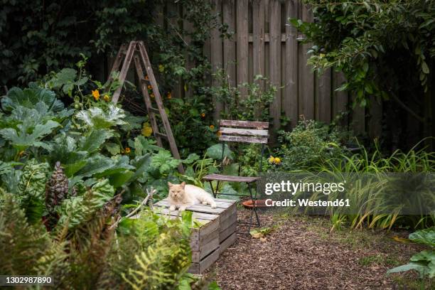 ginger domestic cat lying on box in vegetable garden - cat in box stock pictures, royalty-free photos & images