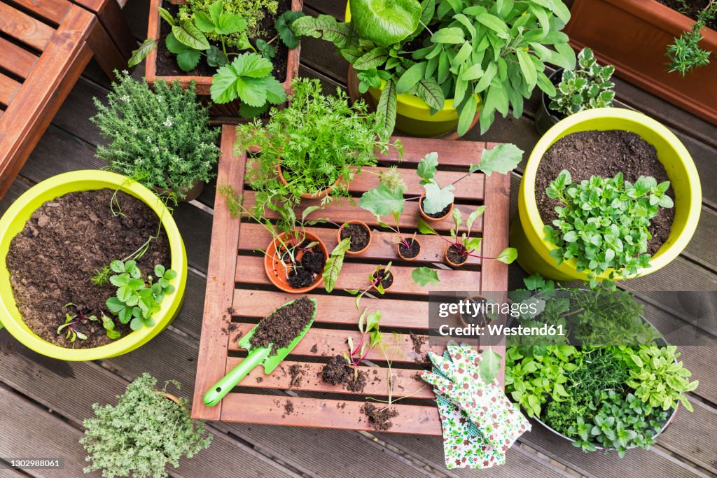 Assorted potted plants and gardening tools on balcony