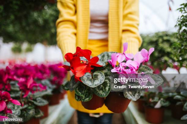 a woman is holding flower pots - cyclamen stock pictures, royalty-free photos & images