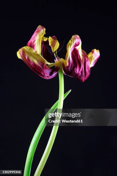 purple and yellow blooming tulip - verwelkt stock-fotos und bilder