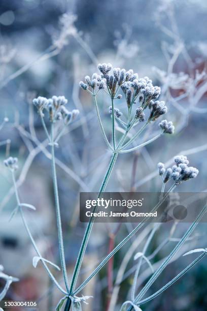 frosted seedheads of verbena bonariensis. - eisenkraut stock-fotos und bilder