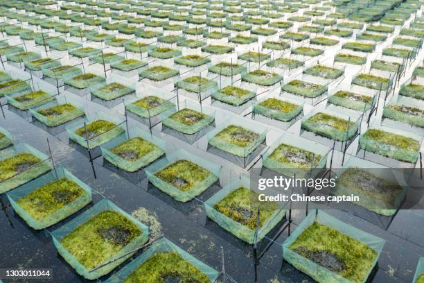 aerial view of fish farming - sustainable fishing stock pictures, royalty-free photos & images