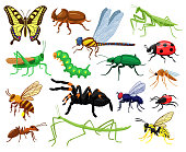 Cartoon insects. Butterfly, beetle, spider, ladybug and caterpillar, wild forest entomology insects. Cute nature wildlife insects vector illustration set