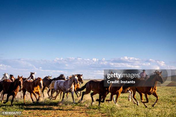 dos vaqueros supervisando el funcionamiento de los caballos, en el hermoso utah. - estampida fotografías e imágenes de stock