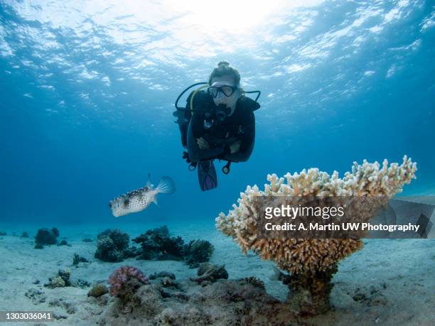 young woman scuba diver explores a coral reef in the red sea - sharm al sheikh stock pictures, royalty-free photos & images