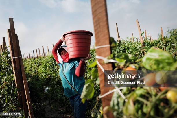 Workers pick tomatoes at a farm owned and operated by Pacific Tomato Growers on February 19, 2021 in Immokalee, Florida. The workers, who are in the...