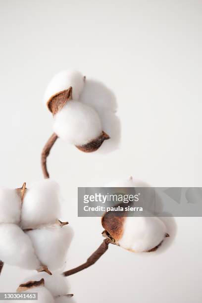 cotton - planta de algodón fotografías e imágenes de stock