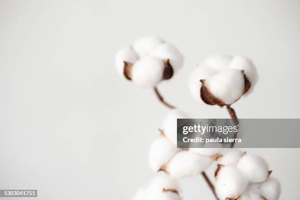 cotton - planta de algodón fotografías e imágenes de stock