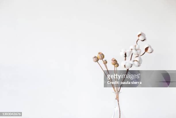 dried poppies and cotton - poppies in vase stock pictures, royalty-free photos & images