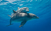 Mother and Calf Dolphin Swimming By