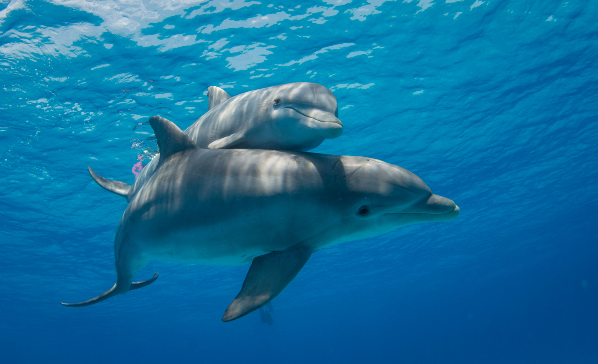 dolphins swimming