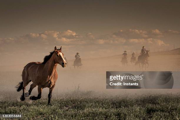 in foreground, view of a horse running and in background, five cowboys and cowgirls supervising the run of the horses. - horse isolated stock pictures, royalty-free photos & images