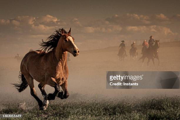 in primo piano, vista di un cavallo che piega le ginocchia e sullo sfondo, sette cowboy e cowgirls che supervisionano la corsa dei cavalli. - cavallo equino foto e immagini stock