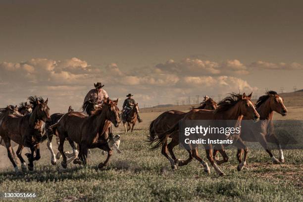 on a utah ranch, a view at an evening run of the horses, supervised by three cowboys in the background. - herding stock pictures, royalty-free photos & images