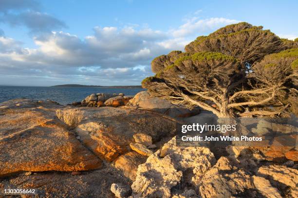 coastal tree and lichen covered rocks. lincoln national park. port lincoln. eyre peninsula. south australia. - porto lincoln - fotografias e filmes do acervo