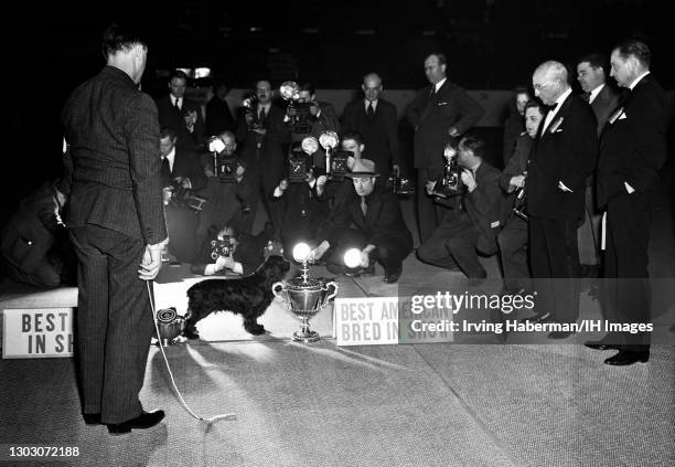 Photographers cover the winner of the Westminster Kennel Club "Best American Bred in Show" American Cocker Spaniel, Ch. My Own Brucie on February 12,...