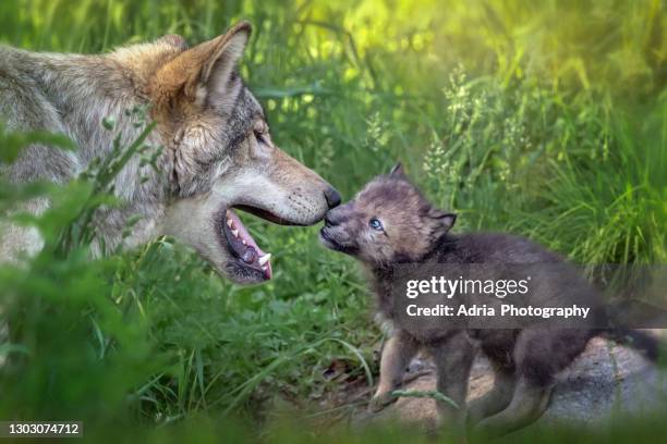 touching scene of gray wolf mother with newborn pup - wild dog stock pictures, royalty-free photos & images