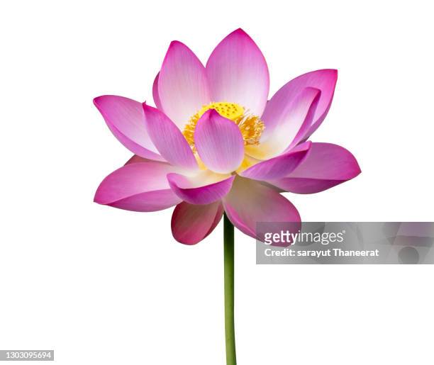lotus pink isolate white flowers bloom - lotus imagens e fotografias de stock