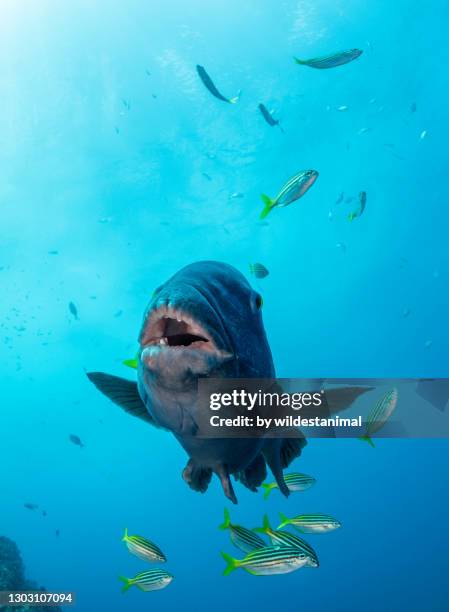 male blue groper at the fish rock cave dive site, south west rocks, nsw, australia. - mérou photos et images de collection