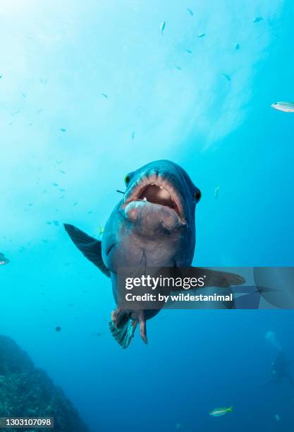 male blue groper at the fish rock cave dive site, south west rocks, nsw, australia. - mérou photos et images de collection