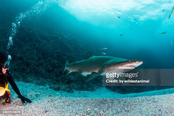sand tiger shark, or grey nurse shark, swimming over the sandy bottom near the shallow entrance to the dive site, fish rock cave, south west rocks, nsw, australia. - sand tiger shark stock pictures, royalty-free photos & images