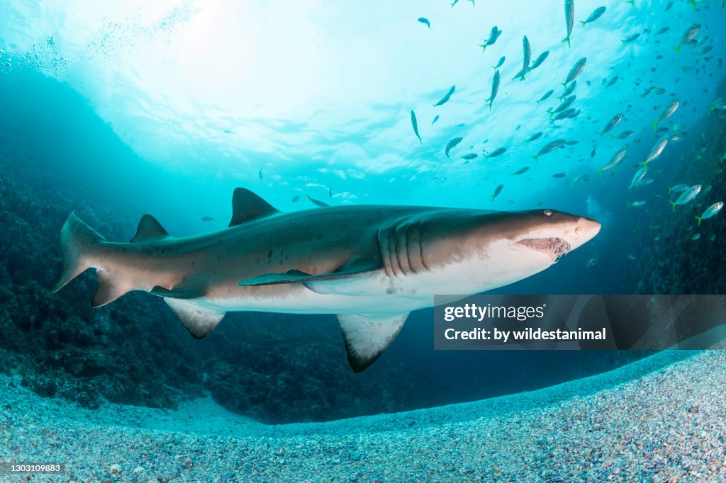 Sand Tiger shark, or grey nurse shark, swimming over the sandy bottom near the shallow entrance to the dive site, Fish Rock Cave, South West Rocks, NSW, Australia.