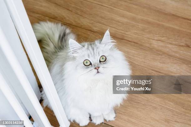 white kitten looking up from the white railing - sibirisk katt bildbanksfoton och bilder