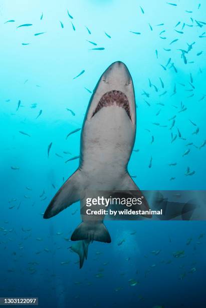 sand tiger shark, or grey nurse shark, swimming amongst a large school of fish at the shallow entrance to fish rock cave in south west rocks, nsw, australia. - nurse shark stockfoto's en -beelden