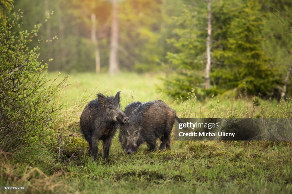 Wild Bounder (Sus scrofa) photographed in the spring, looking for food in the woods