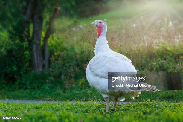 a portrait of a large domestic white turkey. detail on the head and lobe. female in green garden in anti-light - slovakia country stock pictures, royalty-free photos & images