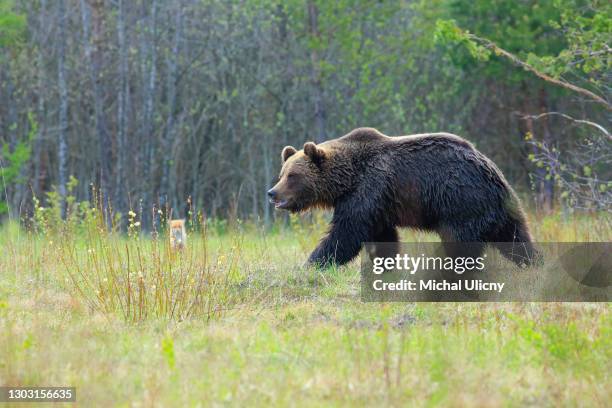 ursus arctos, big brown bear in slovakia country. - brown bear photos et images de collection