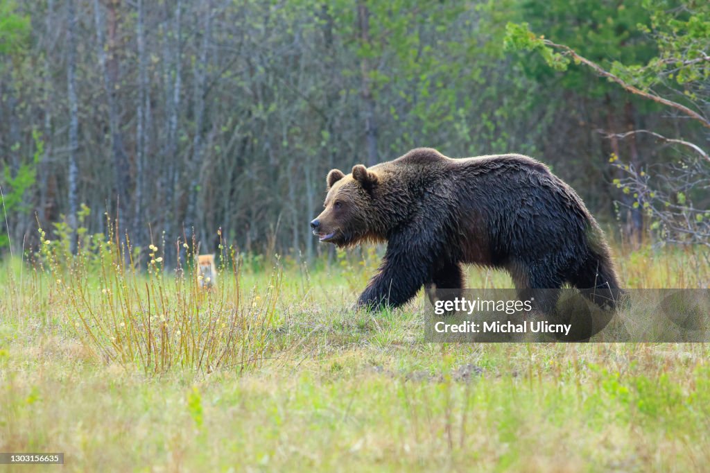 Ursus arctos, Big brown bear in slovakia country.